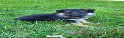German Shepherd dogs for sale: Lizzy - Ad 7