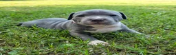 American Bully dogs for sale: American Bully 6 - Ad 2