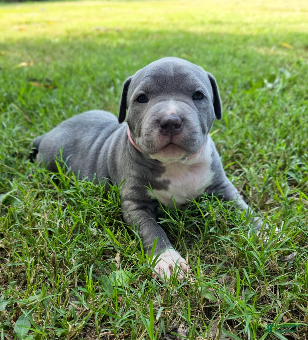 American Bully dogs for sale: American Bully 6 - Ad 2