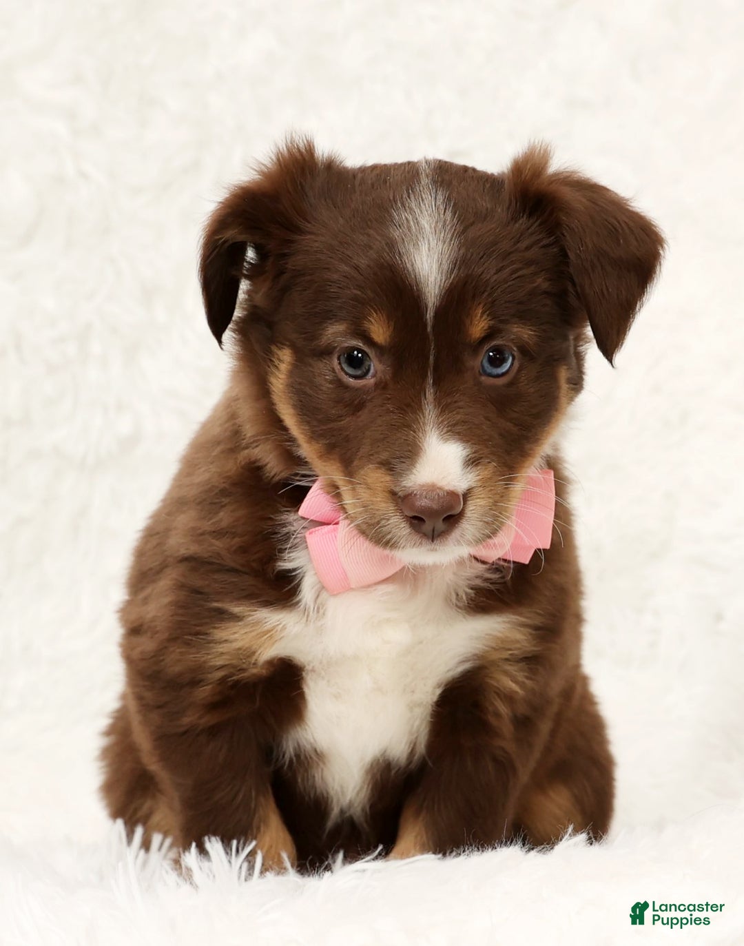 Australian Shepherd dogs for sale: Jackie - Ad 6