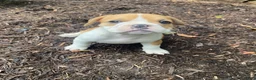Mixed Breed dogs for sale: Hank - Ad 13