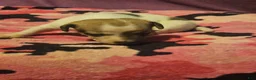 Chihuahua dogs for sale: Diane  - Ad 8