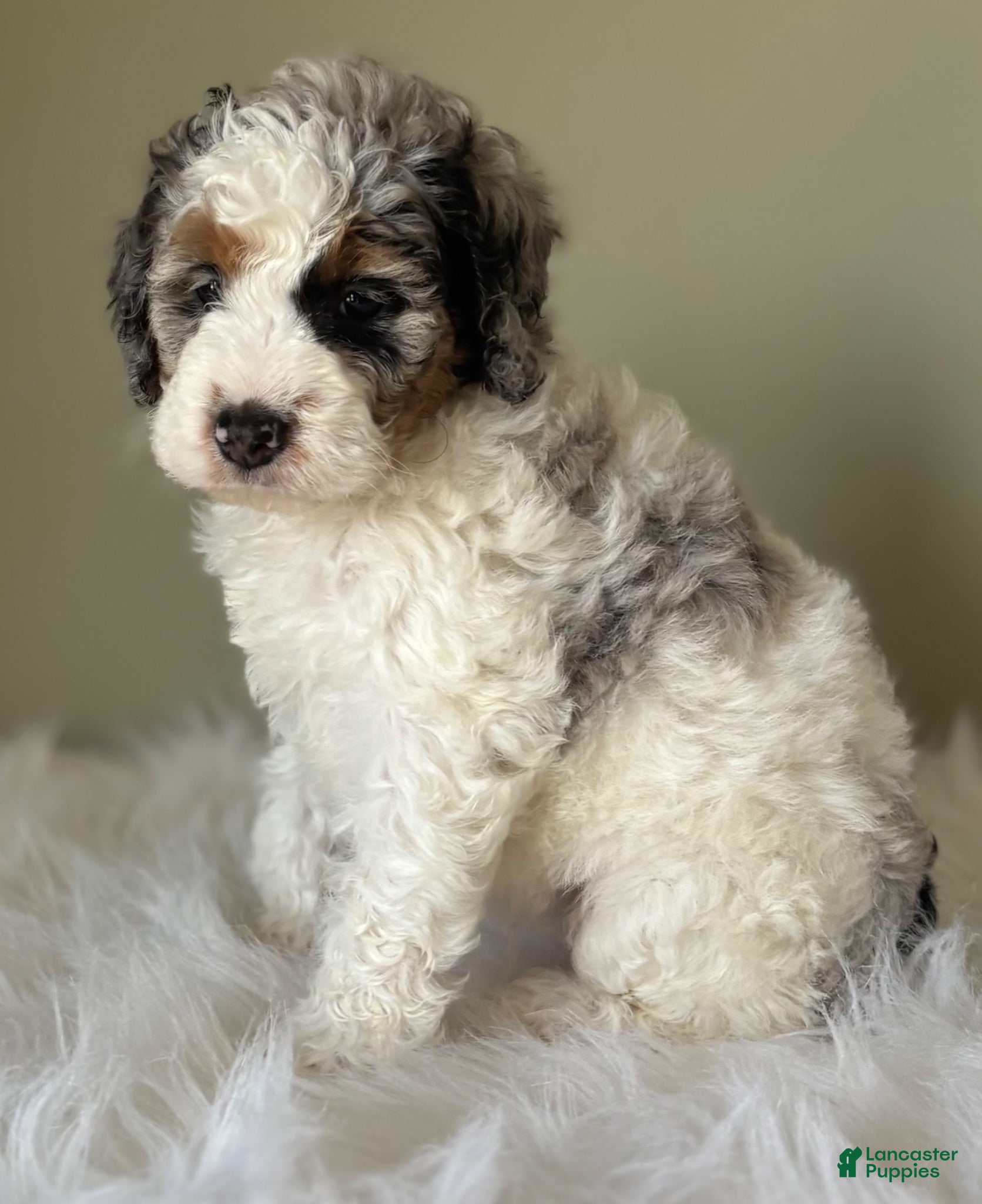 Mini Bernedoodle dogs Stormie - Ad 2