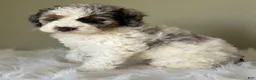 Mini Bernedoodle dogs for sale: Stormie - Ad 2