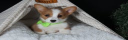 Welsh Corgi Pembroke dogs for sale: Hudson - Ad 19