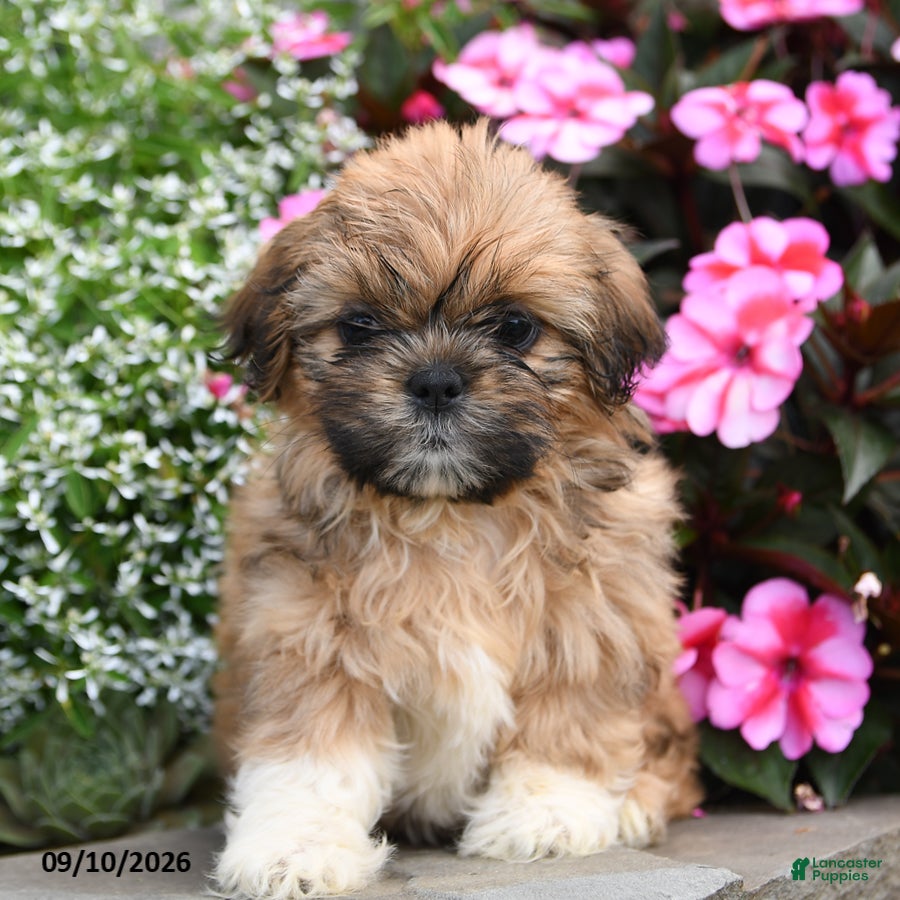Shih Tzu dogs Millie - Ad 2