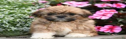 Shih Tzu dogs for sale: Millie - Ad 2