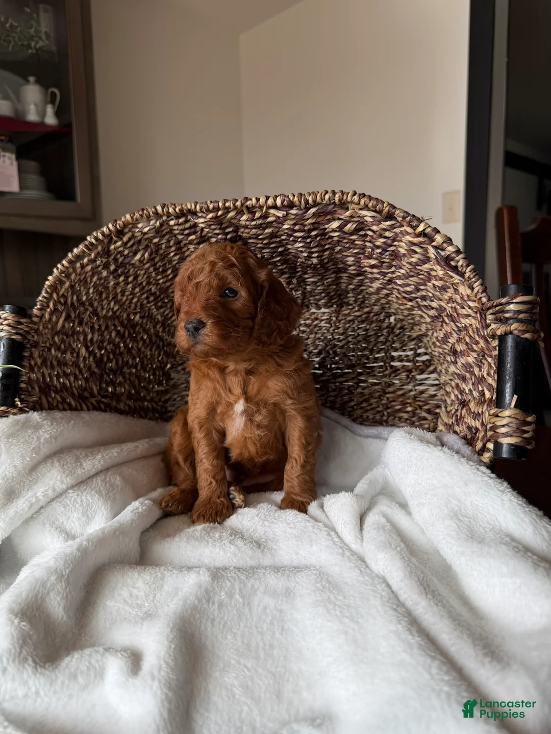 Mini Goldendoodle dogs for sale: Winston - Ad 5
