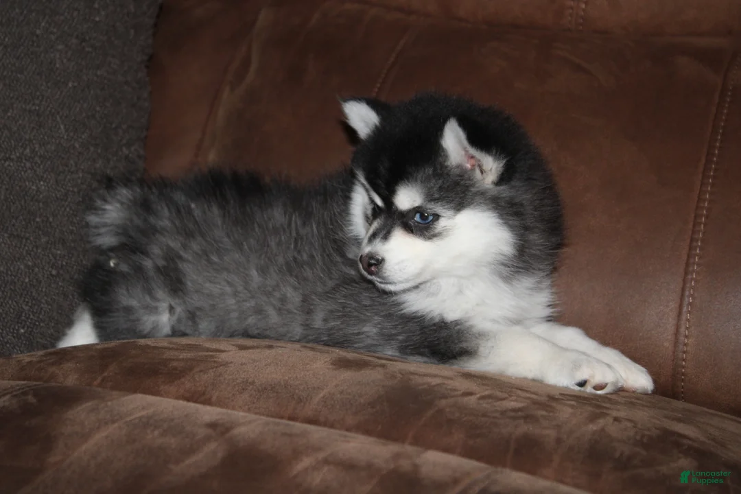 Pomsky dogs for sale: Kate READY NOW  - Ad 9