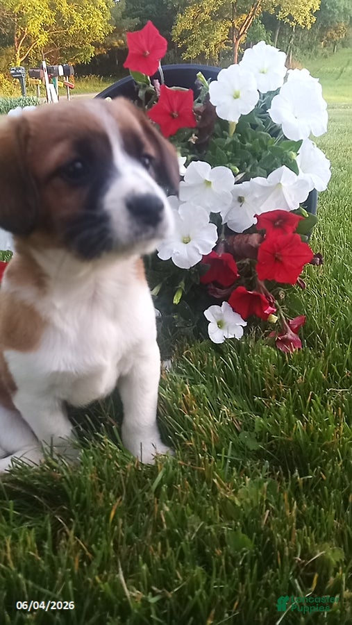 Mixed Breed dogs for sale: Sheila - Ad 6