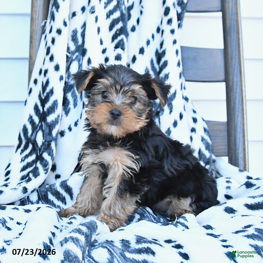Yorkshire Terrier dogs Champ - Ad 2