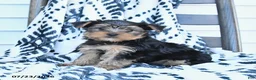 Yorkshire Terrier dogs for sale: Champ - Ad 2