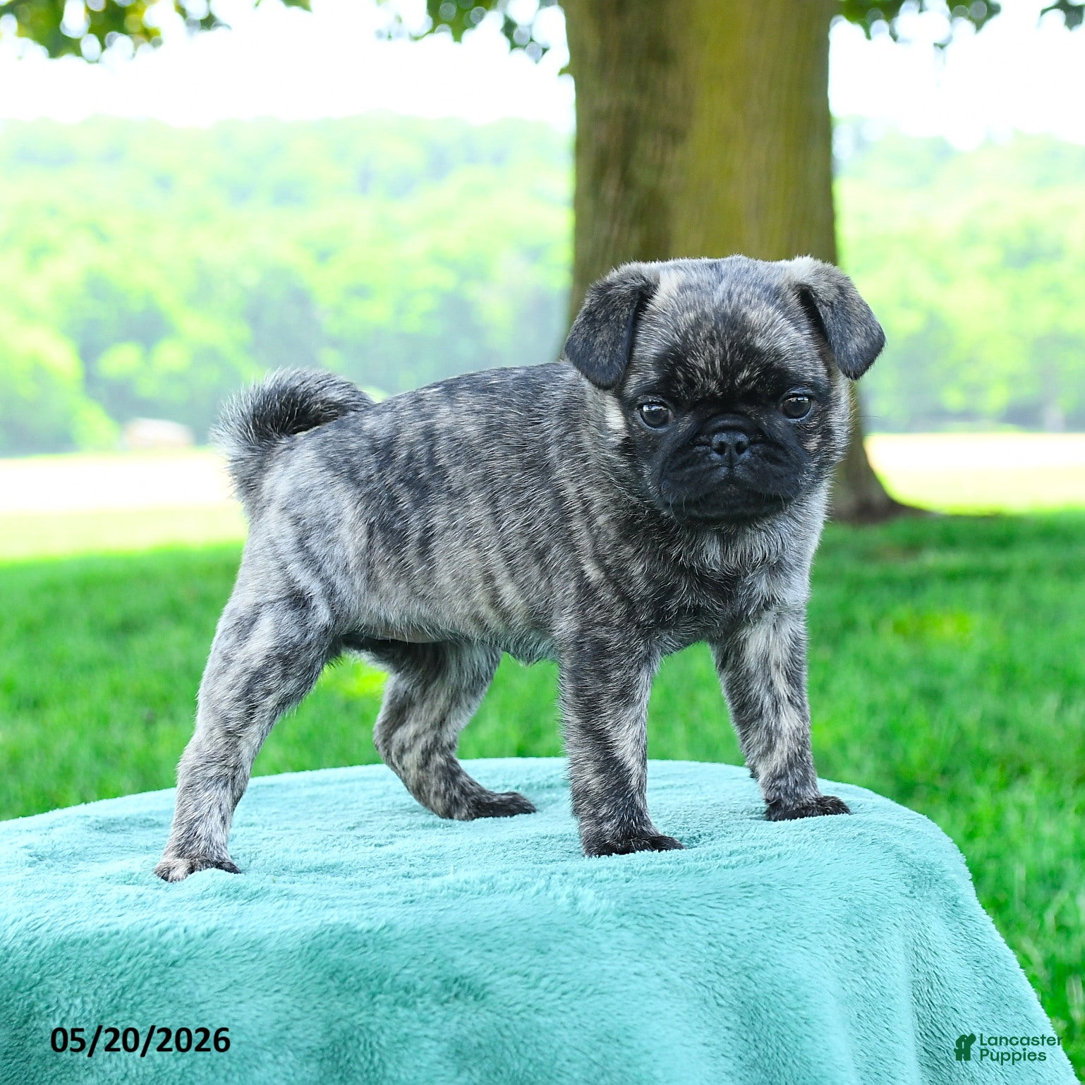 Pug dogs Sophia - Ad 2
