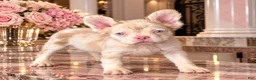 French Bulldog dogs for sale: Pink Bear  - Ad 10