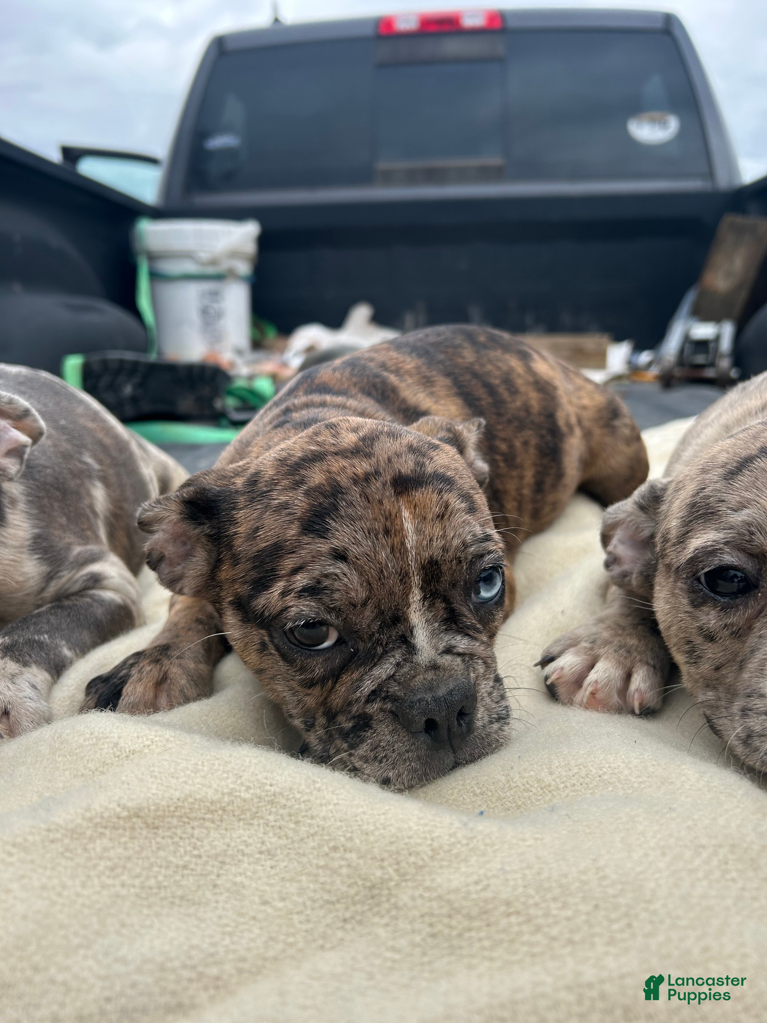 Mixed Breed dogs for sale: Jax - Ad 37