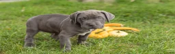 Cane Corso dogs for sale: Sarge  - Ad 3