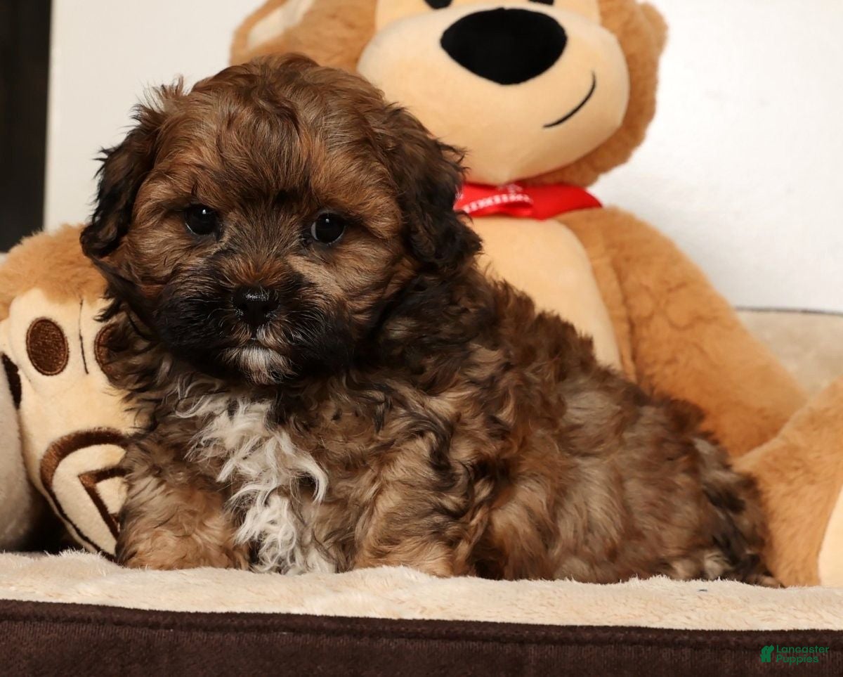 Shihpoo dogs Bear - Ad 6