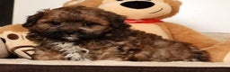 Shihpoo dogs for sale: Bear - Ad 1