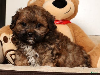 Shihpoo dogs Bear - Ad 11