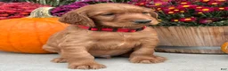 Irish Setter dogs for sale: Harrison - Ad 13