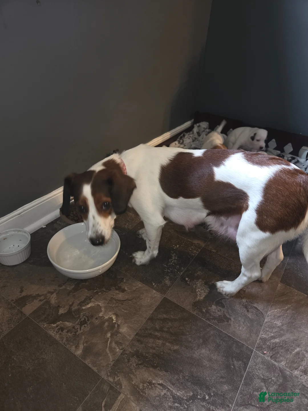 Jack Russell Terrier dogs for sale: Jack Russell Terrier Puppy 3 - Ad 2