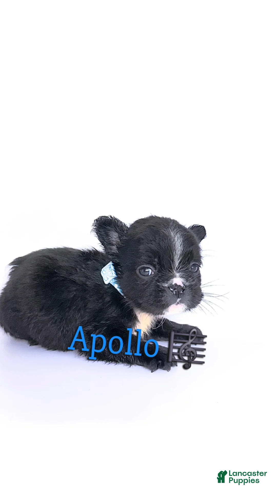 French Bulldog dogs for sale: Apollo🎼🐾 - Ad 2