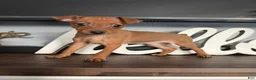 Miniature Pinscher dogs for sale: Miniature Pinscher 2 - Ad 4