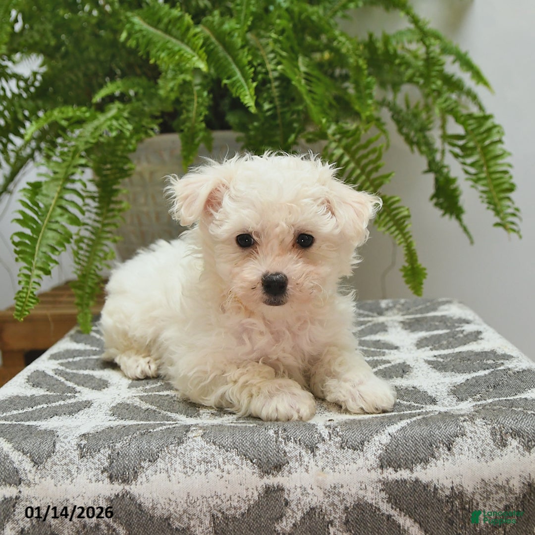 Bichon Frise dogs for sale: Stella - Ad 4