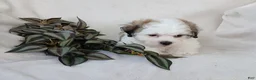 Teddy Bear dogs for sale: Cody - Ad 3