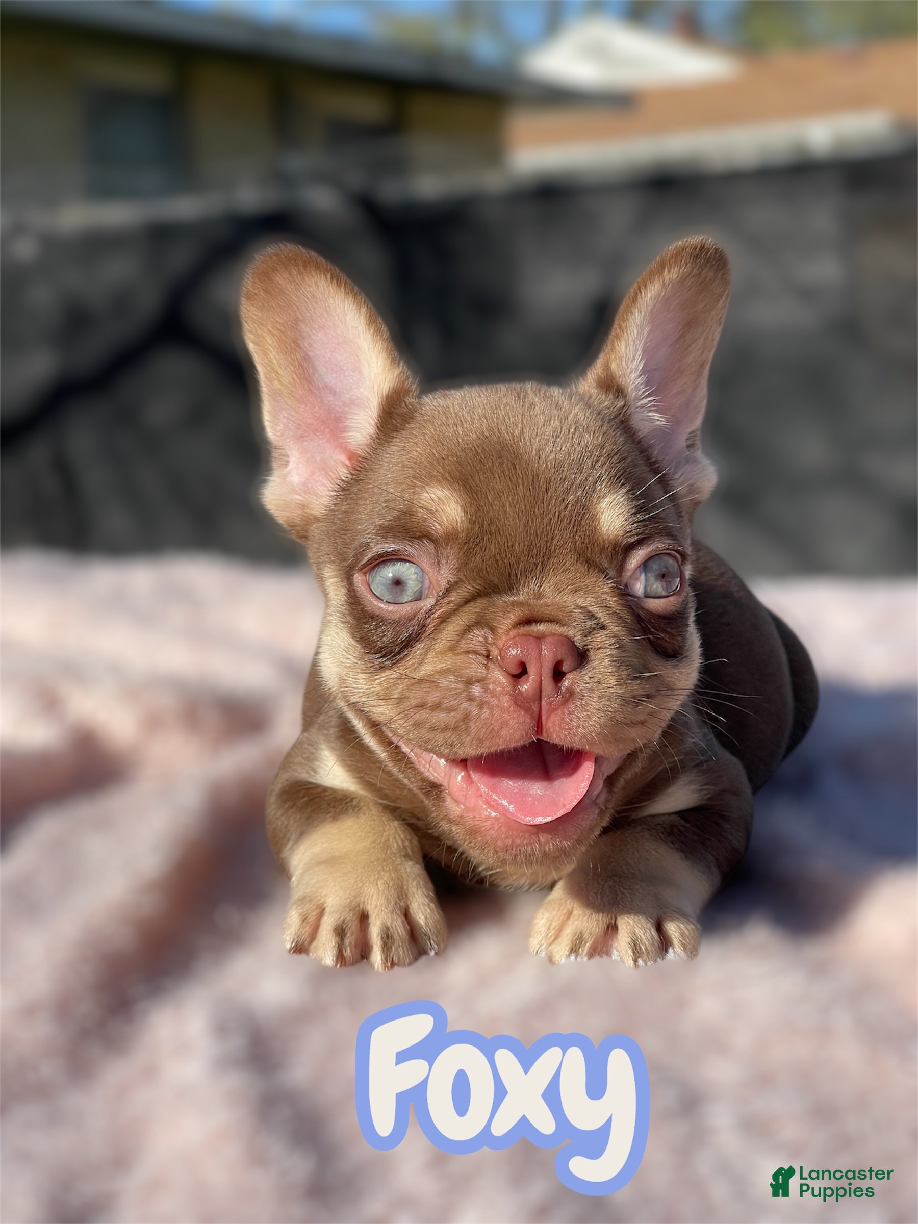 French Bulldog dogs Foxy - Ad 2