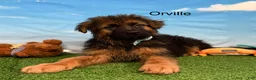German Shepherd dogs for sale: Orville - Ad 3