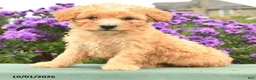 Cavapoo dogs for sale: Hugo - Ad 3