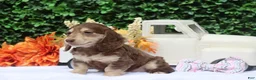 Miniature Dachshund dogs for sale: Tansy - Ad 3