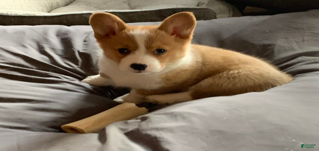 Gallery Image {{count}}