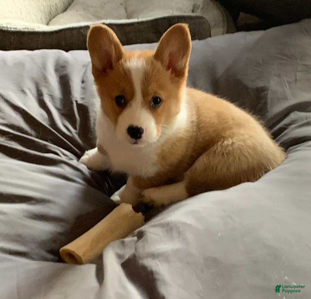 Gallery Image {{count}}