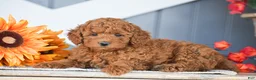 Miniature Poodle dogs for sale: Roosevelt - Ad 3