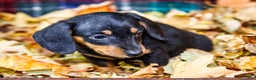 Miniature Dachshund dogs for sale: Roger - Ad 11