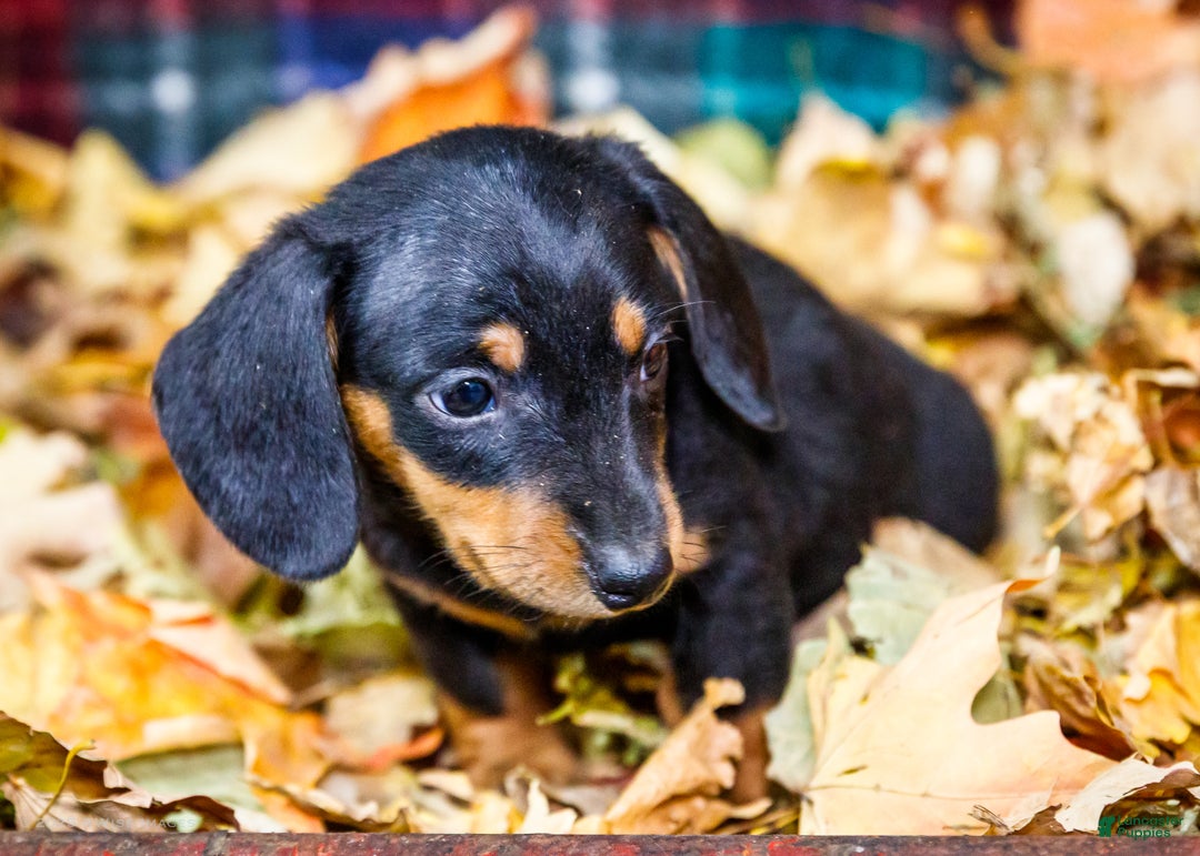 Miniature Dachshund dogs for sale: Roger - Ad 11
