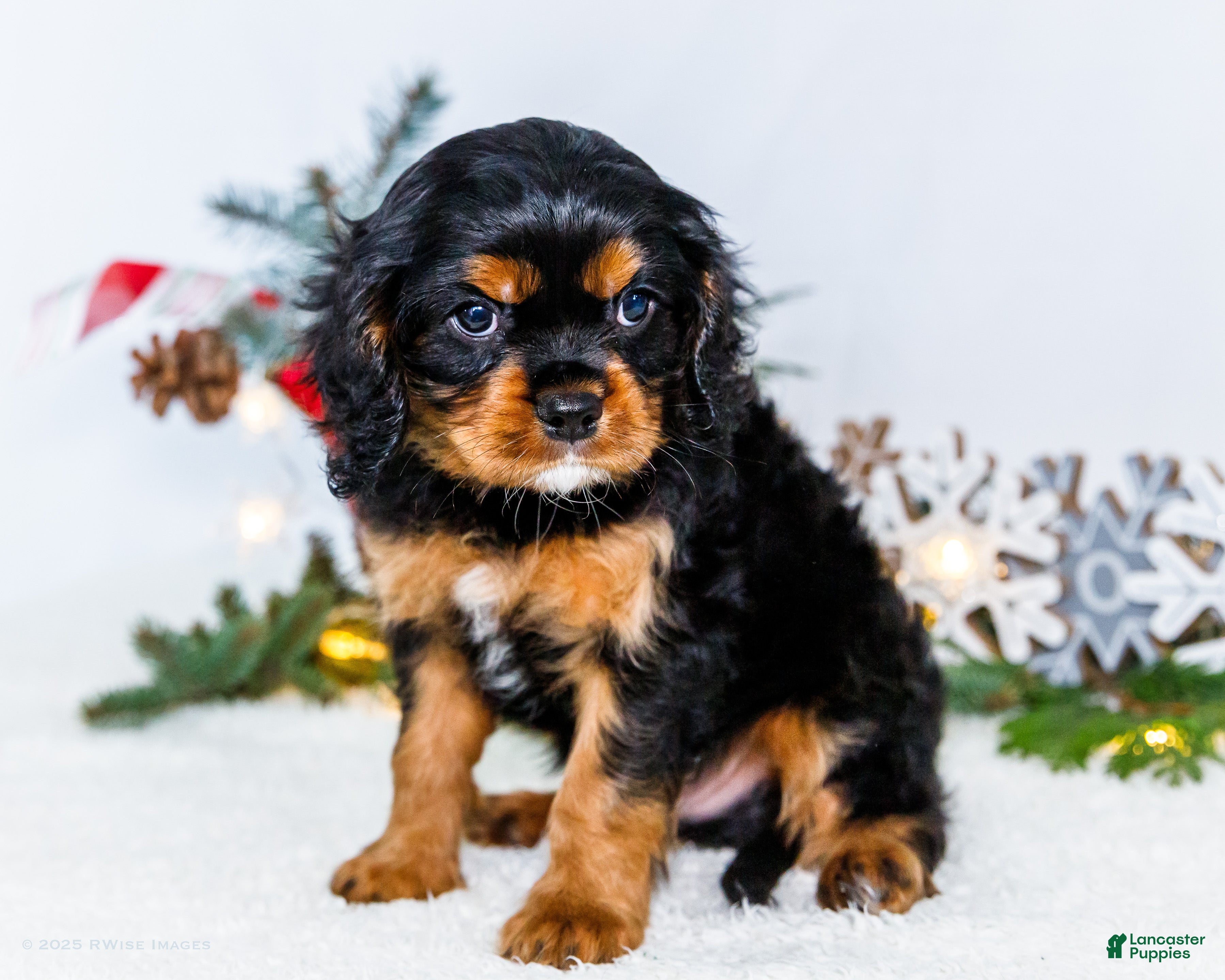 Cavalier King Charles Spaniel dogs Kringle - Ad 11