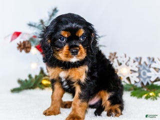 Cavalier King Charles Spaniel dogs Kringle - Ad 20