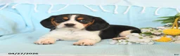 Beagle dogs for sale: Diamond - Ad 3