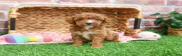 Miniature Poodle dogs for sale: Rebekka  - Ad 9