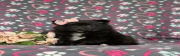 Pomeranian dogs for sale: Millie 9 lbs Full Grown - Ad 4