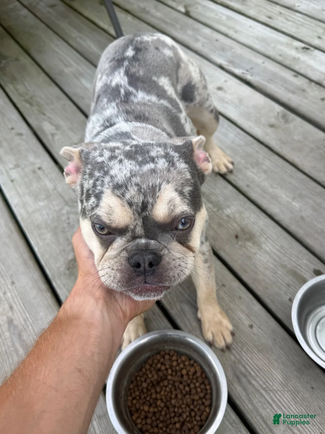 French Bulldog dogs for sale: French Bulldog 1 - Ad 1