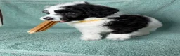 Miniature Poodle dogs for sale: Miniature Poodle Yellow - Ad 6