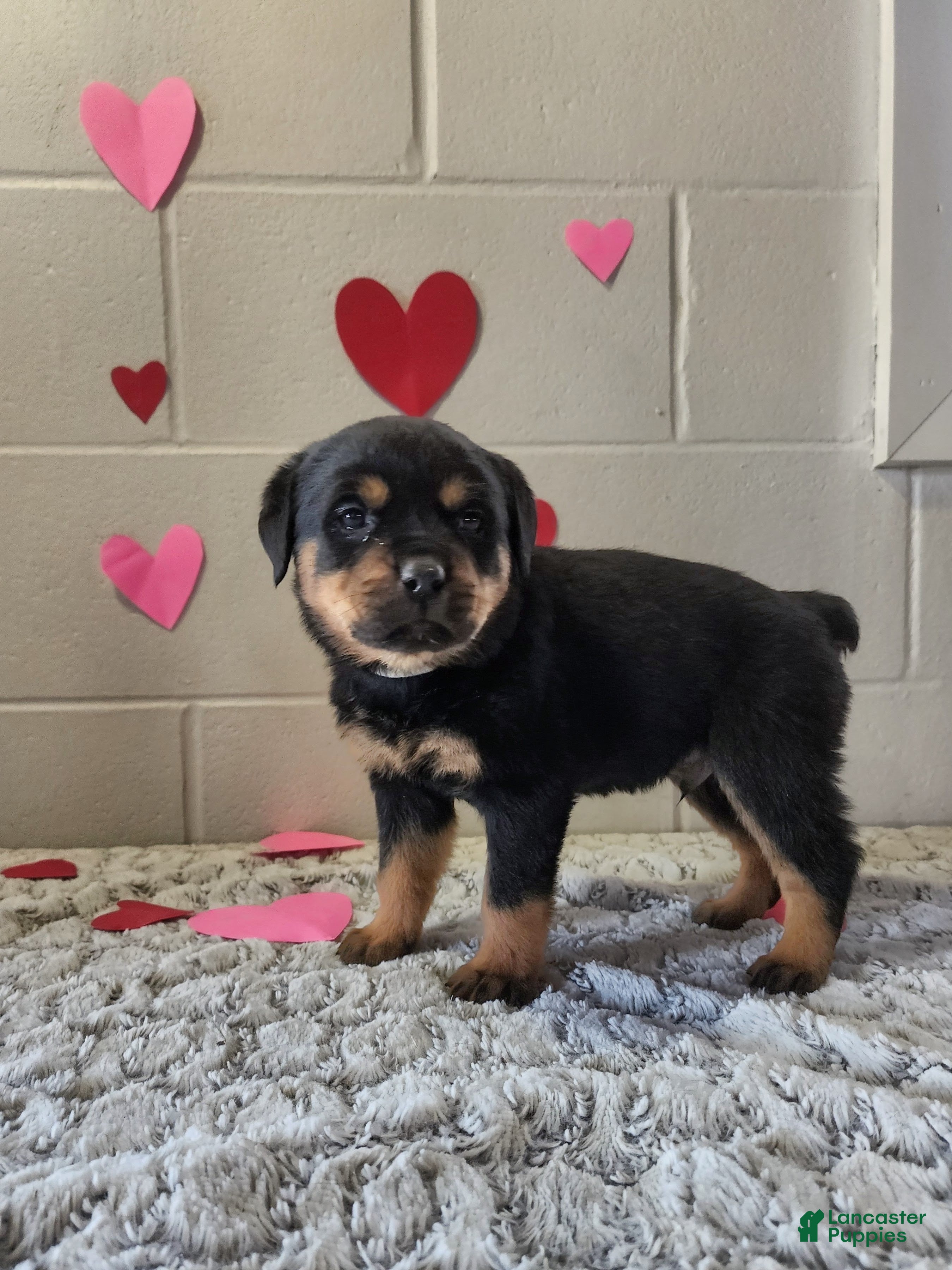 Rottweiler dogs Buddy - Ad 1