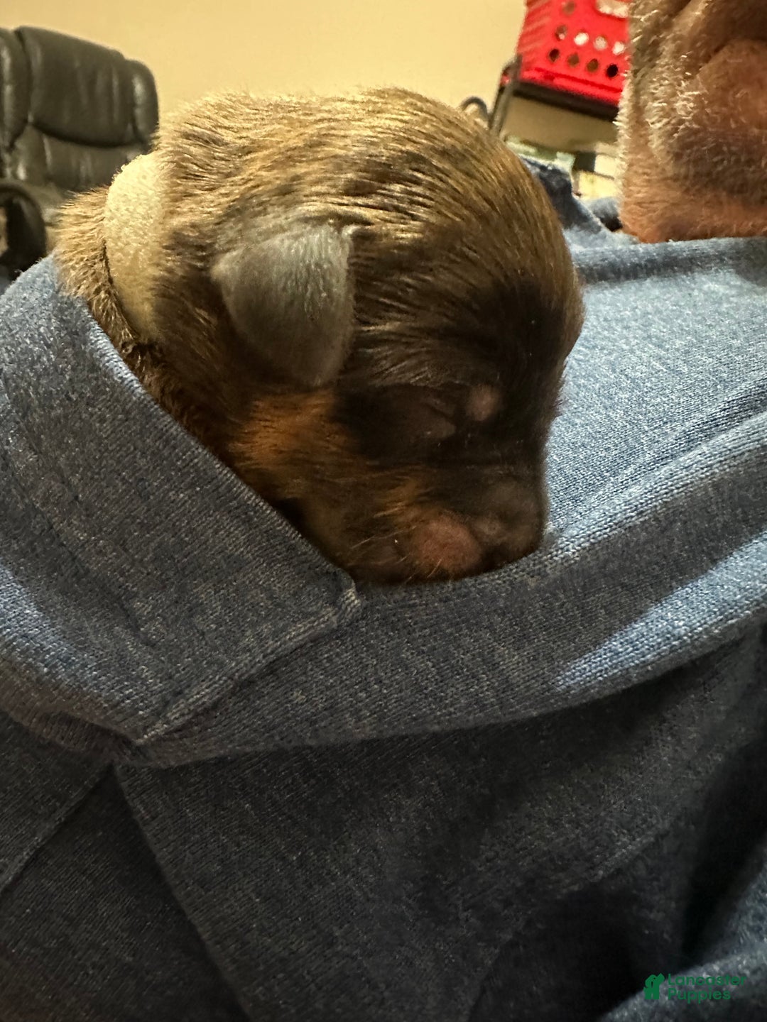 Mixed Breed dogs for sale: male # 5 English Shepherd Doodle  - Ad 6