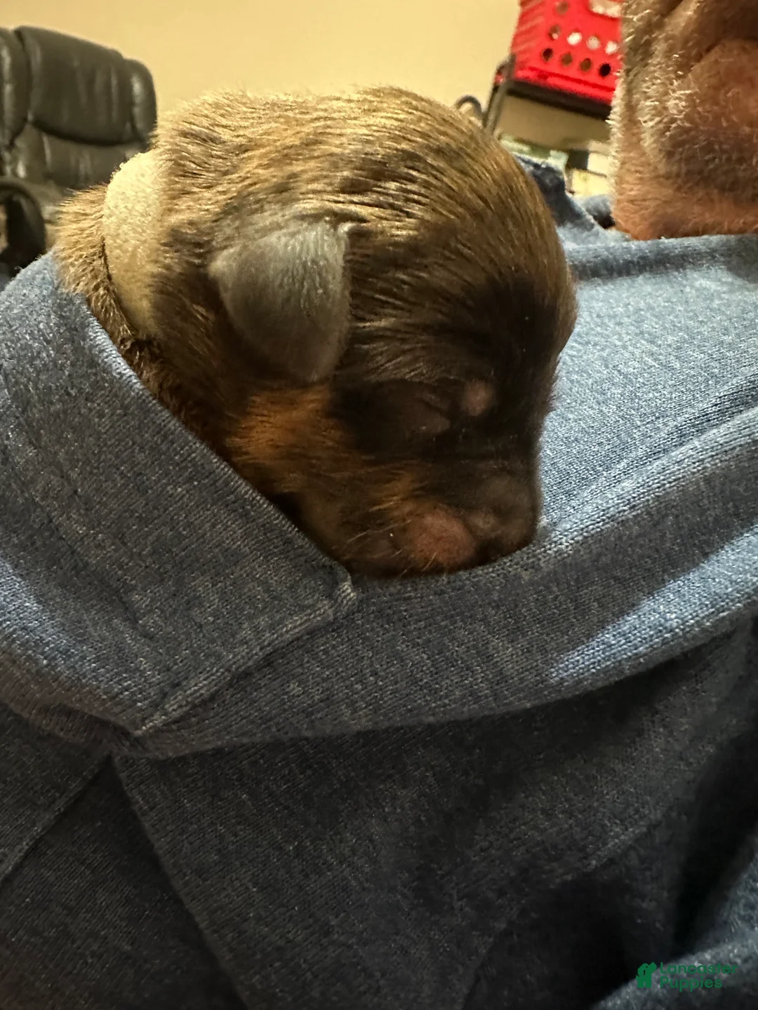 Mixed Breed dogs for sale: male # 5 English Shepherd Doodle  - Ad 8