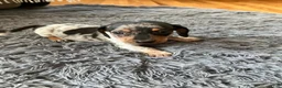 Miniature Dachshund dogs for sale: Akc Rose - Ad 4
