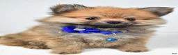Pomeranian dogs for sale: Flower - Ad 5